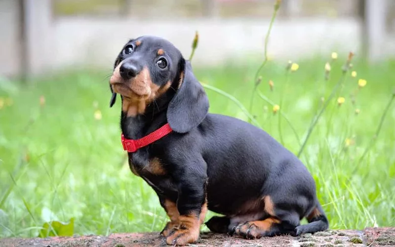 Giống chó Dachshund