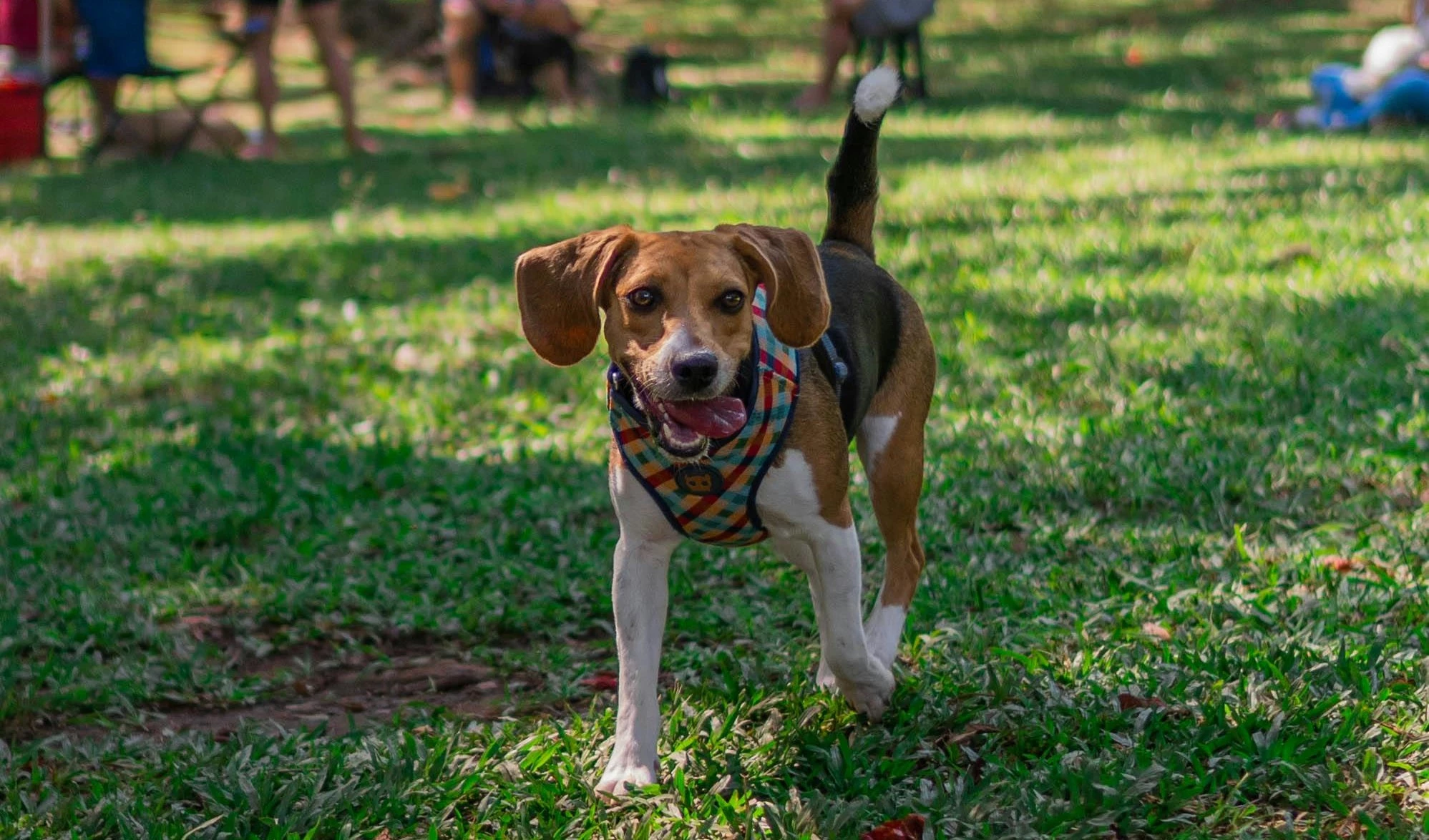 Giống chó Beagle