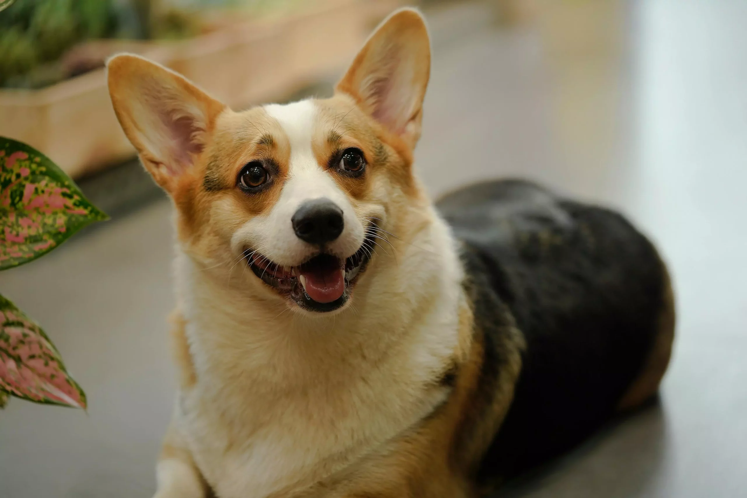 Giống chó Corgi