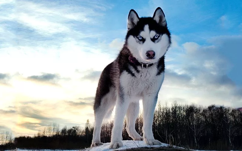 Giống chó Husky