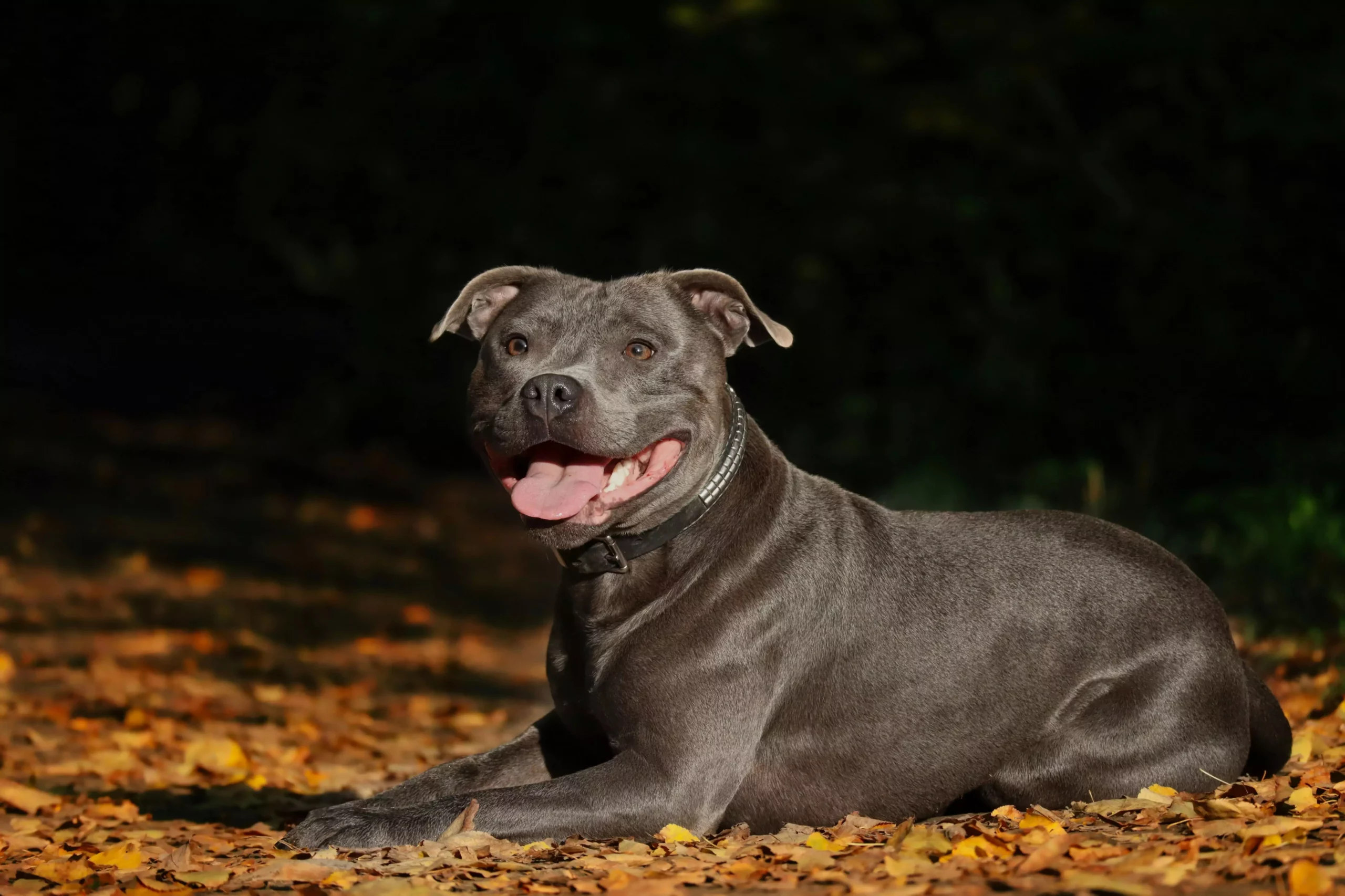 Giống chó Pitbull