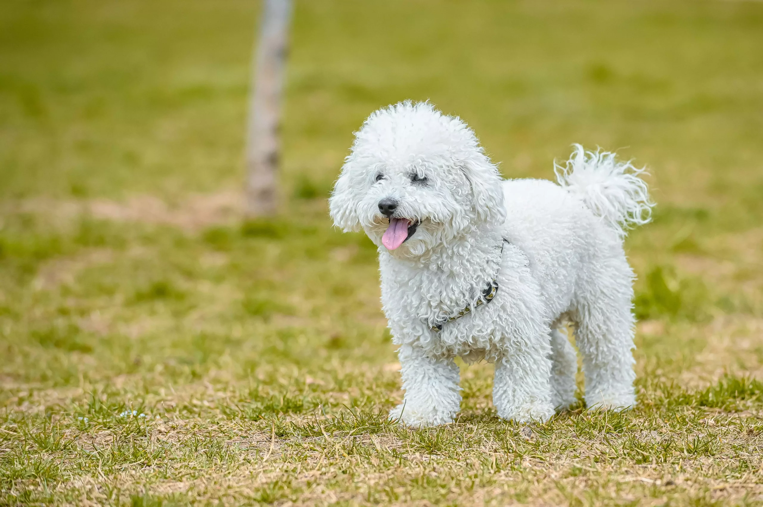 Giống chó Poodle