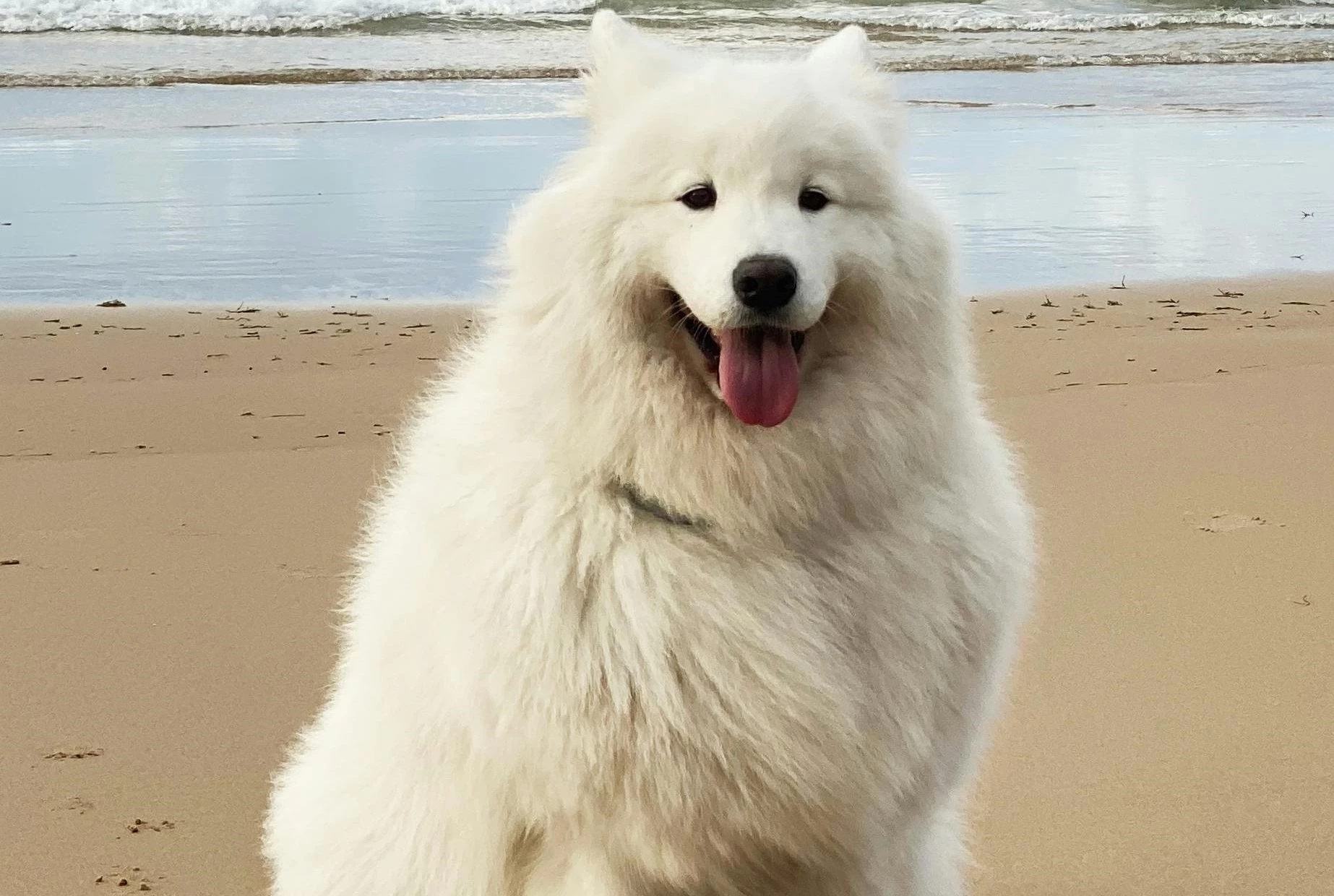 Giống chó Samoyed