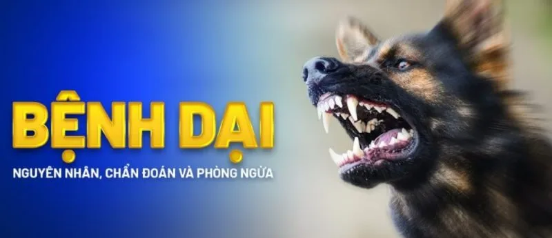 Nguyên nhân bệnh dại ở chó, mèo